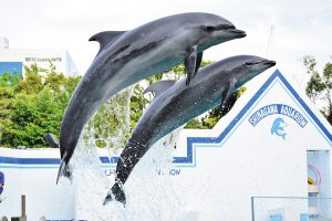 関東のイルカショー＆パフォーマンスがあるおすすめ水族館7選