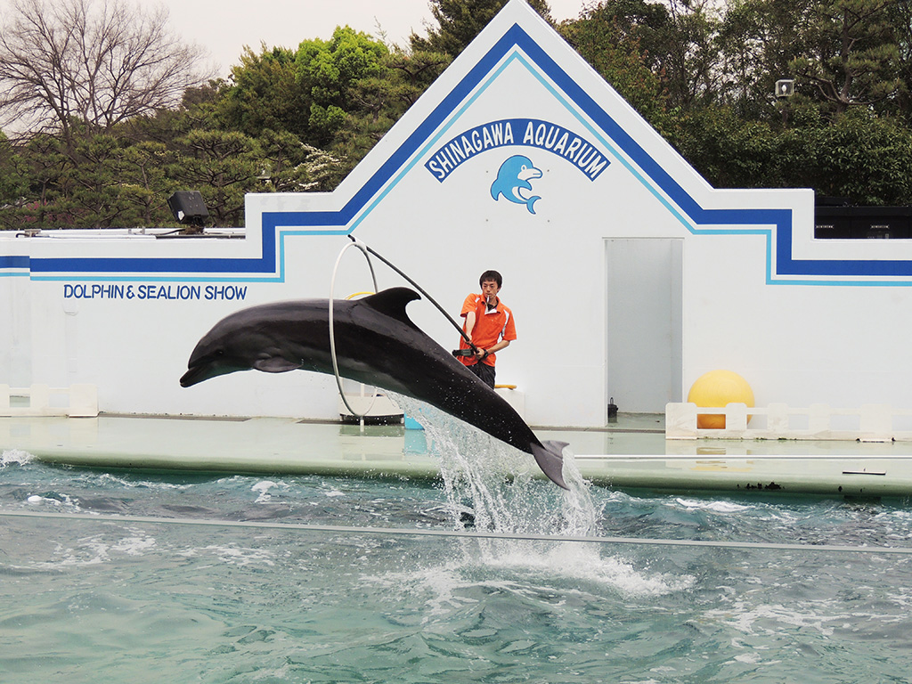 イルカショー「マエストロ! ~Clap your hands!~」/しながわ水族館(東京都/品川区)