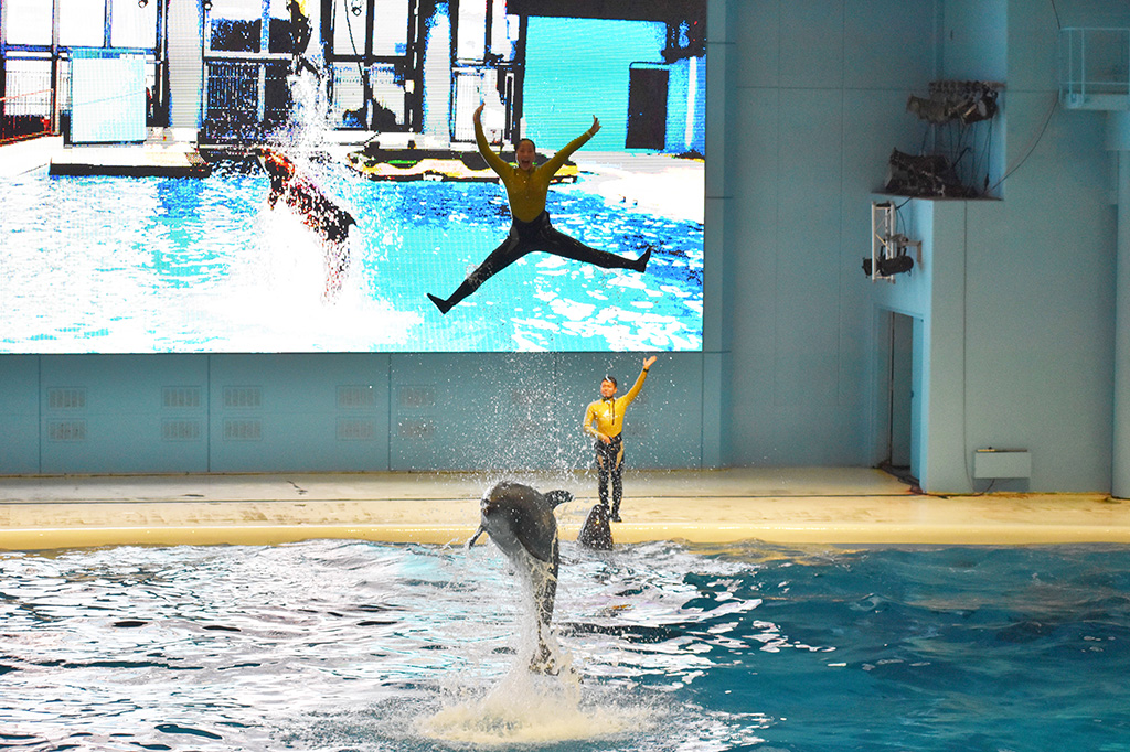 海の動物たちのショー デイショー/横浜・八景島シーパラダイス(神奈川県/横浜市)