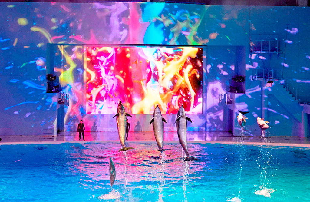 海の動物たちのショー ナイトショー/横浜・八景島シーパラダイス(神奈川県/横浜市)