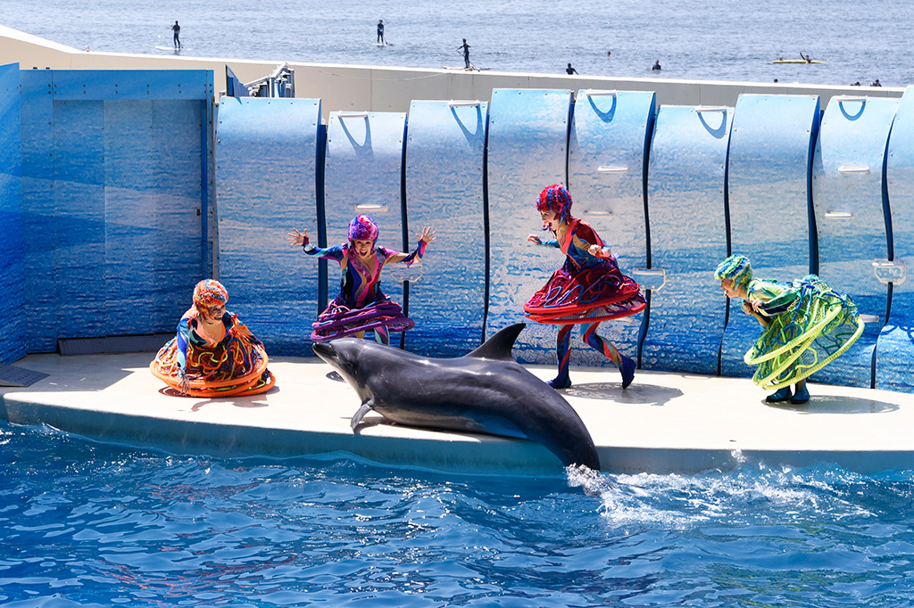 イルカショー「ドルフェリア」/新江ノ島水族館(神奈川県/藤沢市)