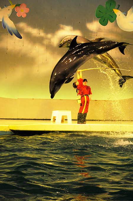 いるか・あしかパフォーマンス/京急油壺マリンパーク(神奈川県/三浦市)