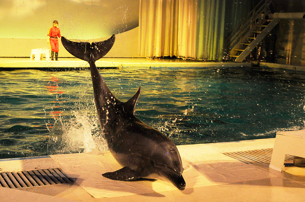 いるか・あしかパフォーマンス/京急油壺マリンパーク(神奈川県/三浦市)