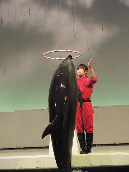 いるか・あしかパフォーマンス/京急油壺マリンパーク(神奈川県/三浦市)