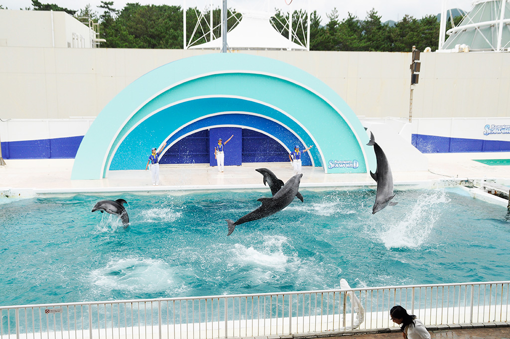 イルカパフォーマンス/鴨川シーワールド(千葉県/鴨川市)