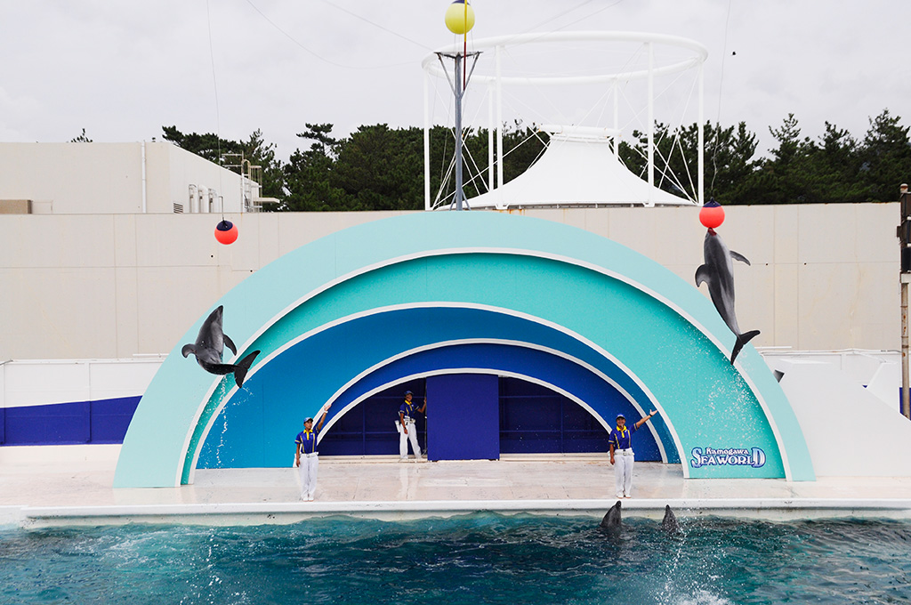 イルカパフォーマンス/鴨川シーワールド(千葉県/鴨川市)