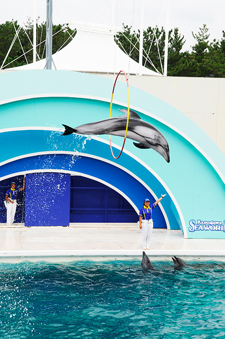 イルカパフォーマンス/鴨川シーワールド(千葉県/鴨川市)
