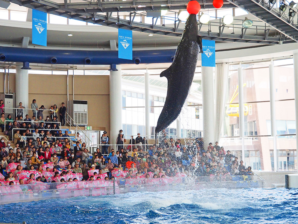 イルカ・アシカオーシャンライブ/アクアワールド茨城県大洗水族館(茨城県/大洗町)