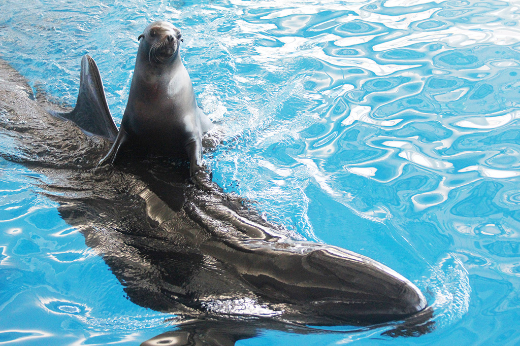 イルカ・アシカオーシャンライブ/アクアワールド茨城県大洗水族館(茨城県/大洗町)