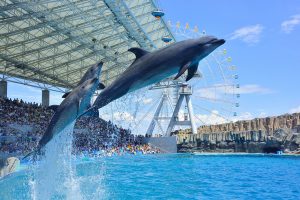 全国のイルカショー＆パフォーマンスがあるおすすめ水族館32選