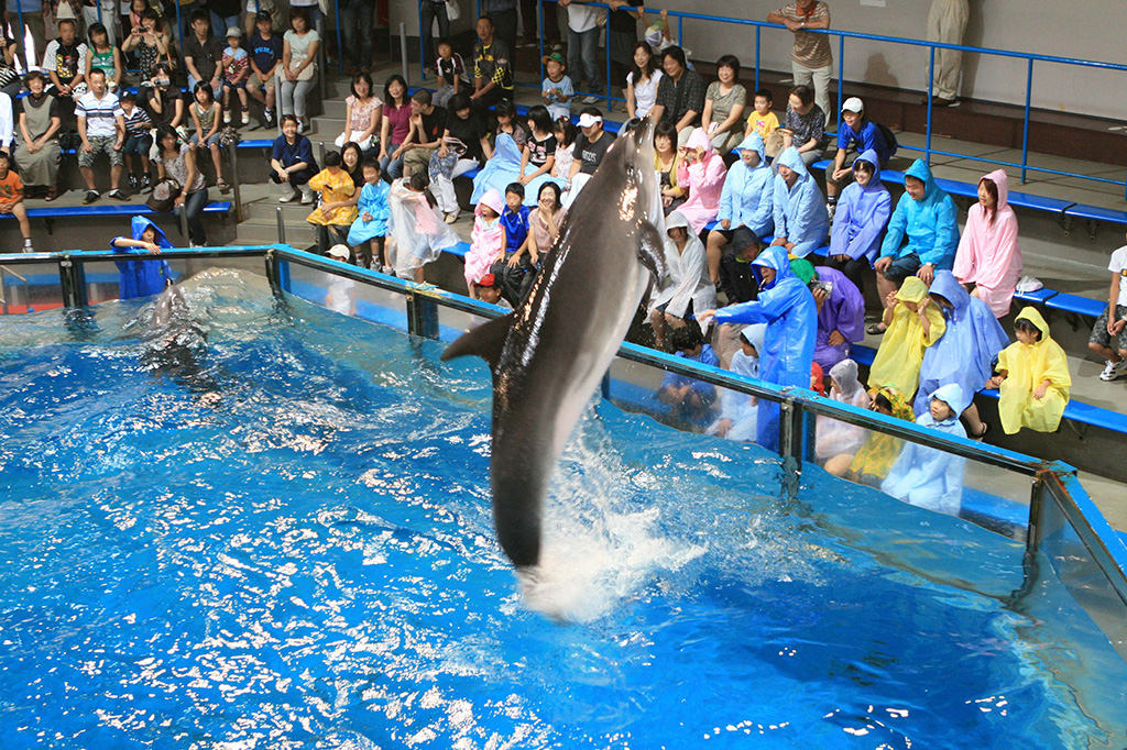 イルカショー／登別マリンパーク ニクス（北海道／登別市）