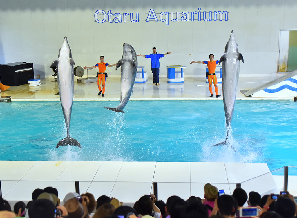 オタリア・イルカショー／おたる水族館（北海道／小樽市）