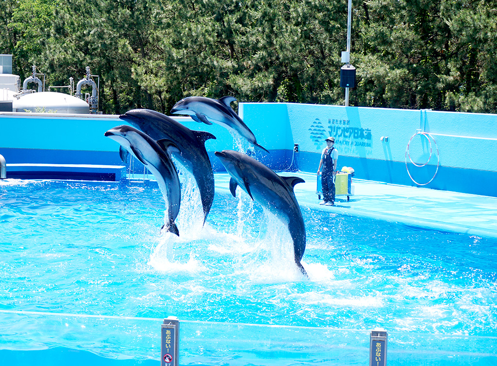 イルカショー／新潟市水族館 マリンピア日本海（新潟県／新潟市）