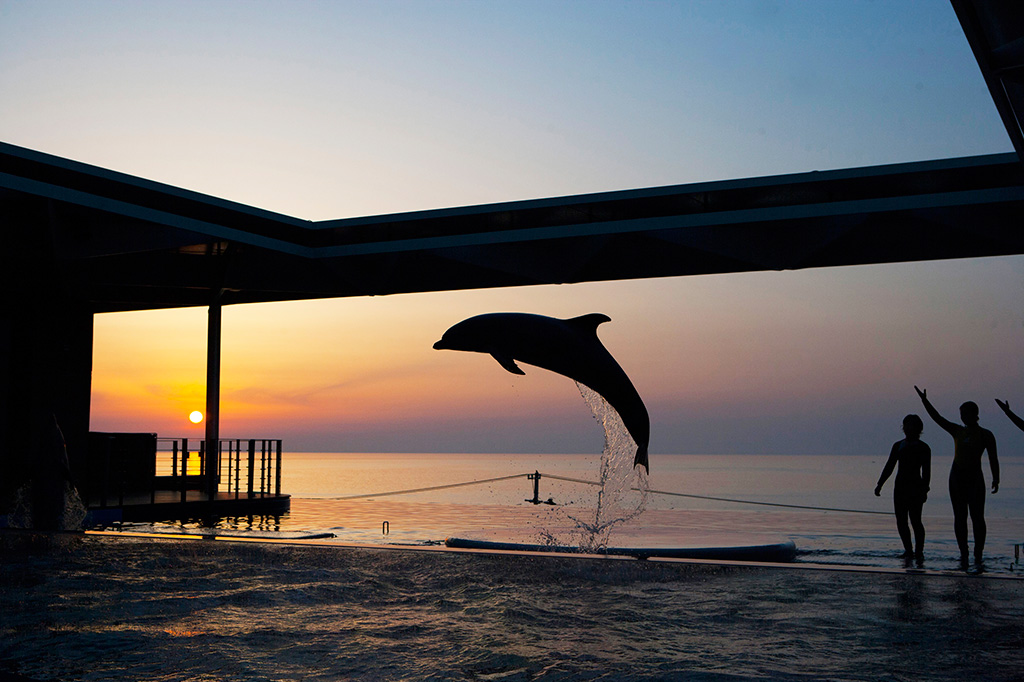 「ドルフィンパフォーマンス」最終回はサンセットの時間に合わせて／上越市立水族博物館 うみがたり（新潟県／上越市）