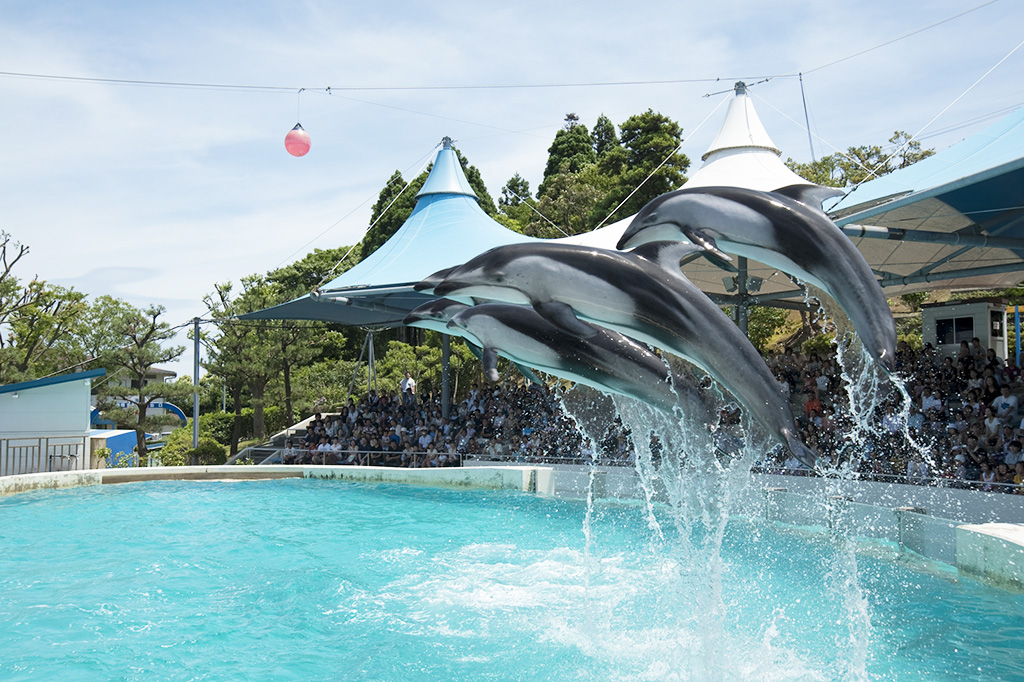 空高くジャンプするカマイルカたち／のとじま水族館（石川県／七尾市）
