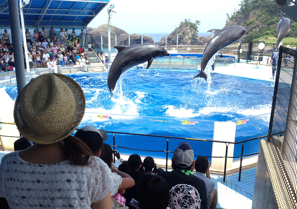 どきどき・わくわくイルカショー／越前松島水族館（福井県／坂井市）