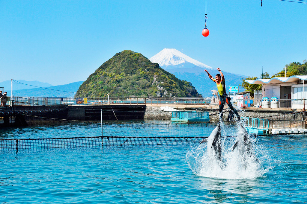 バンドウイルカのショー／伊豆・三津シーパラダイス（静岡県／沼津市）