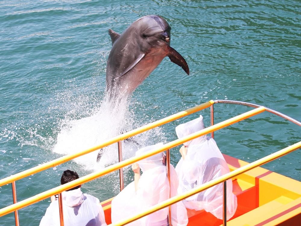 ワンダーオーシャン 海上ステージ イルカショー／下田海中水族館（静岡県／下田市）