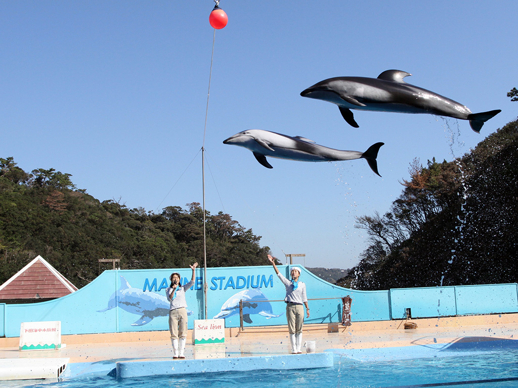 マリンファンタジー カマイルカとアシカのショー／下田海中水族館（静岡県／下田市）