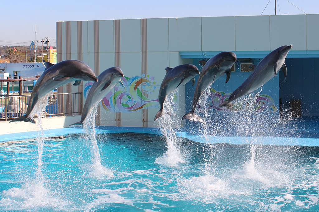アシカ・イルカショー／南知多ビーチランド（愛知県／美浜町）