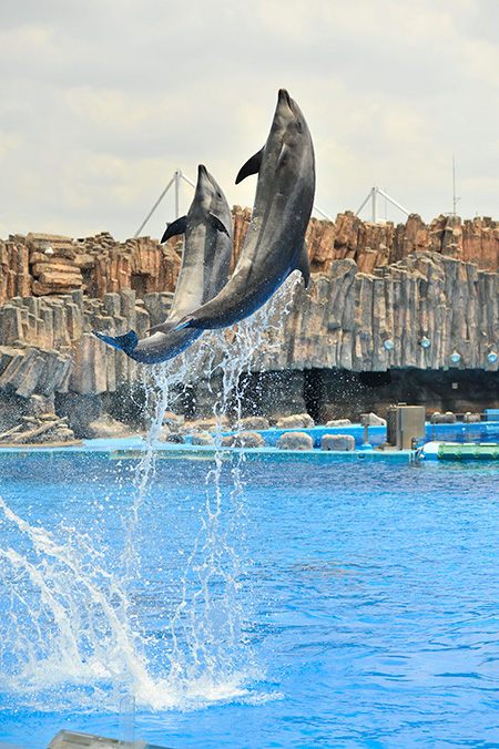 イルカパフォーマンス／名古屋港水族館（愛知県／名古屋市）