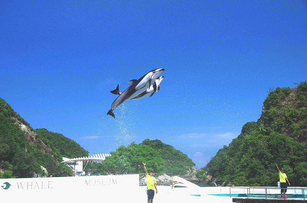 空高くジャンプするカマイルカ／太地町立 くじらの博物館（和歌山県／太地町）