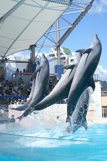 イルカライブ／神戸市立須磨海浜水族園（兵庫県／神戸市）