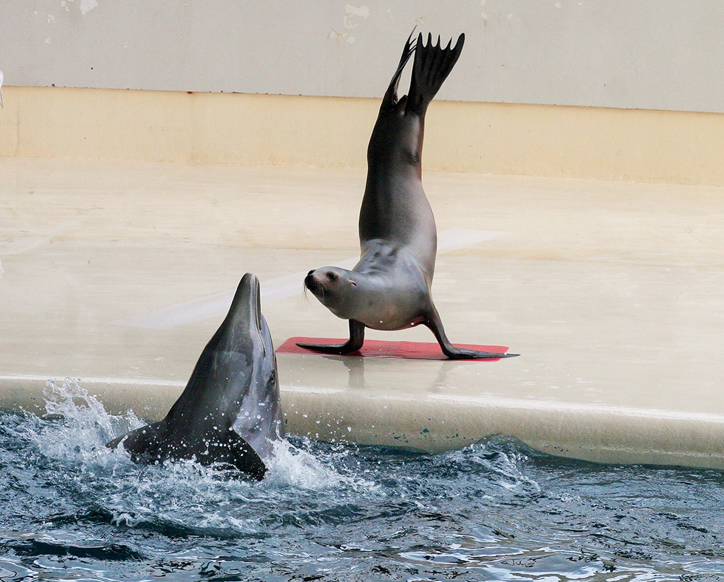 アクアシアター／下関市立しものせき水族館 海響館（山口県／下関市）