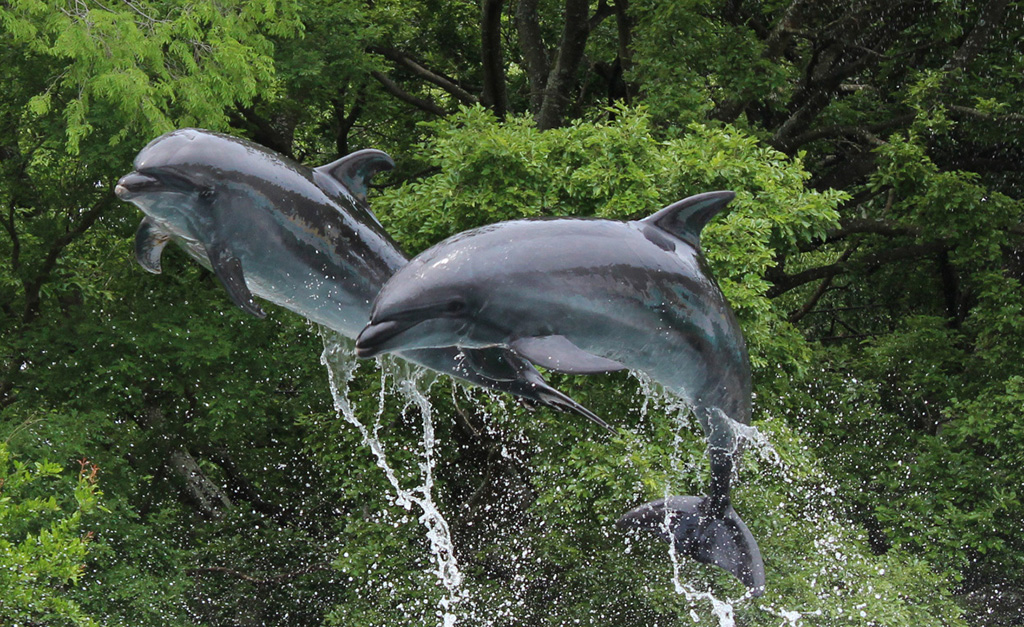 イルカライブ／新屋島水族館（香川県／高松市）