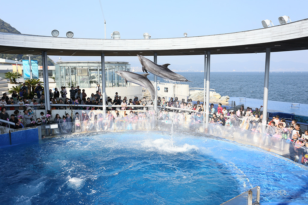 イルカのパフォーマンス／大分マリーンパレス水族館「うみたまご」（大分県／大分市）