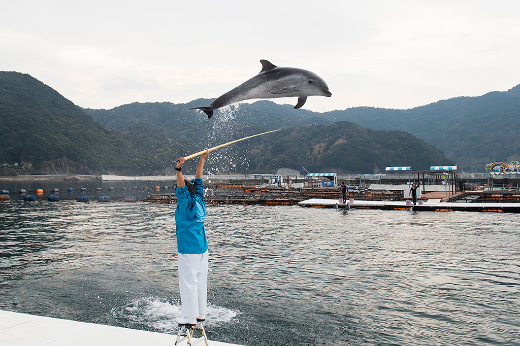 イルカパフォーマンス／うみたま体験パーク「つくみイルカ島」（大分県／津久見市）