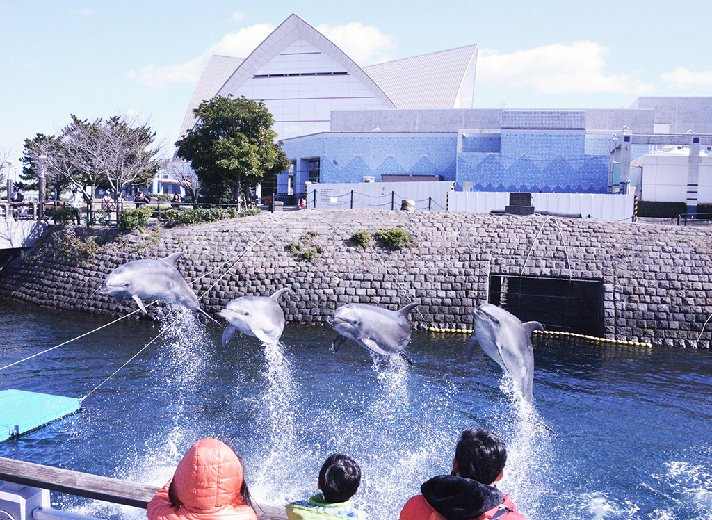 青空イルカウォッチング／いおワールド かごしま水族館（鹿児島県／鹿児島市）