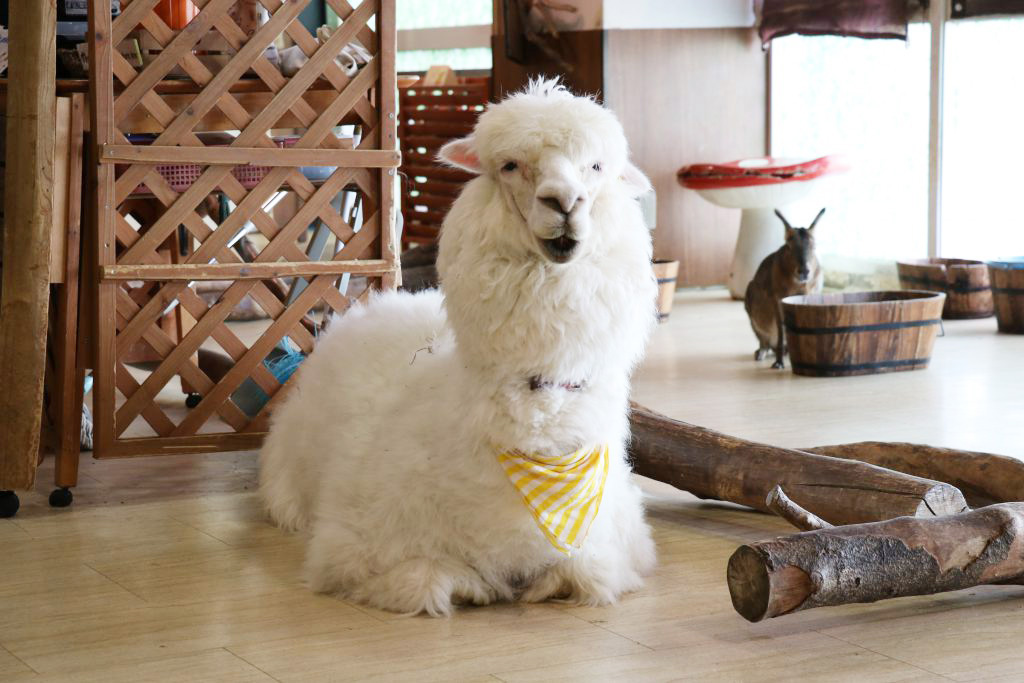 大阪「天保山アニパ」の楽しみ方！アルパカやカンガルーがいる雨でも楽しめる屋内型動物園