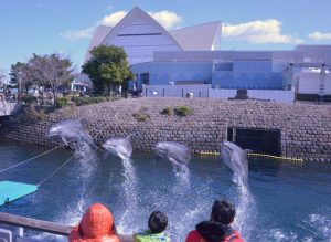 九州最大級「いおワールド かごしま水族館」でイルカやジンベエザメに感動しよう