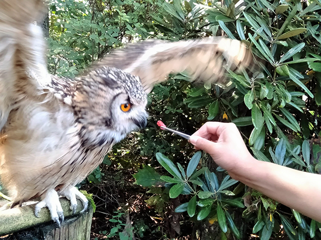 ふくろうに生の鶏肉を与えるエサやり体験ができる/池の平ホテル(長野県/立科町)