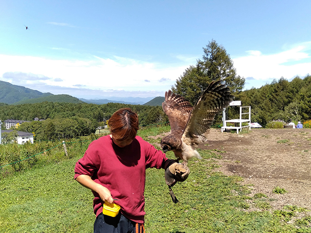 専用グローブを付けて鷹匠体験/池の平ホテル(長野県/立科町)