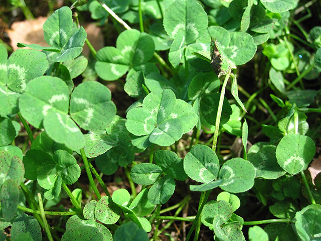 「黄金アカシアの丘」で四つ葉のクローバー探し/池の平ホテル(長野県/立科町)