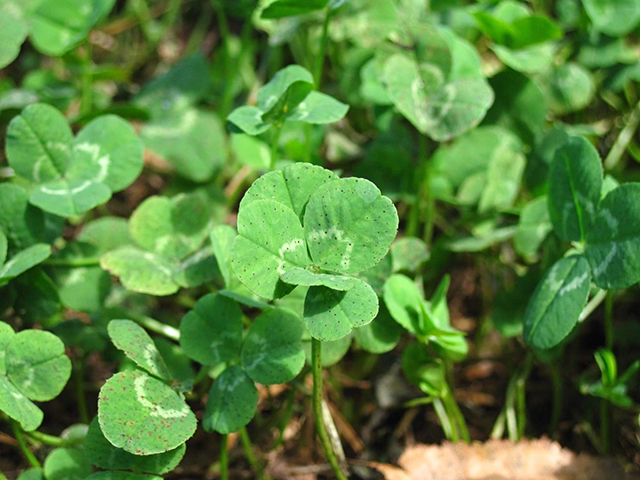 「黄金アカシアの丘」で発見した五つ葉のクローバー/池の平ホテル(長野県/立科町)