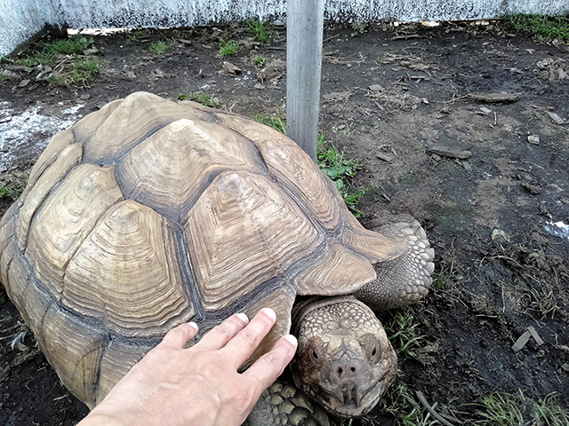 「わくわく動物王国」ではゾウガメに触れます/池の平ホテル(長野県/立科町)