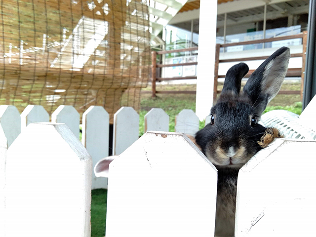 ウサギなど約15種類の動物と触れ合える/池の平ホテル(長野県/立科町)