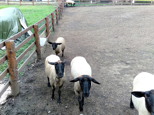 ヒツジも間近に見ることができる/池の平ホテル(長野県/立科町)