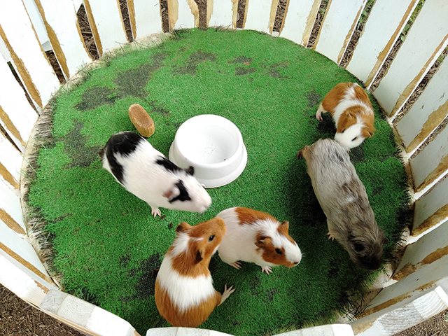 モルモットやうざぎと触れ合える「わくわく動物王国」/池の平ホテル(長野県/立科町)