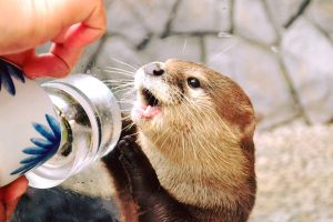 カワウソと握手ができる水族館5選!エサをあげたりふれあい体験が楽しい