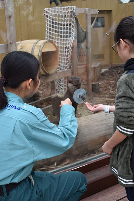 ズームアウトすると意外と小さいカワウソ／横浜・八景島シーパラダイス（神奈川県／横浜市）