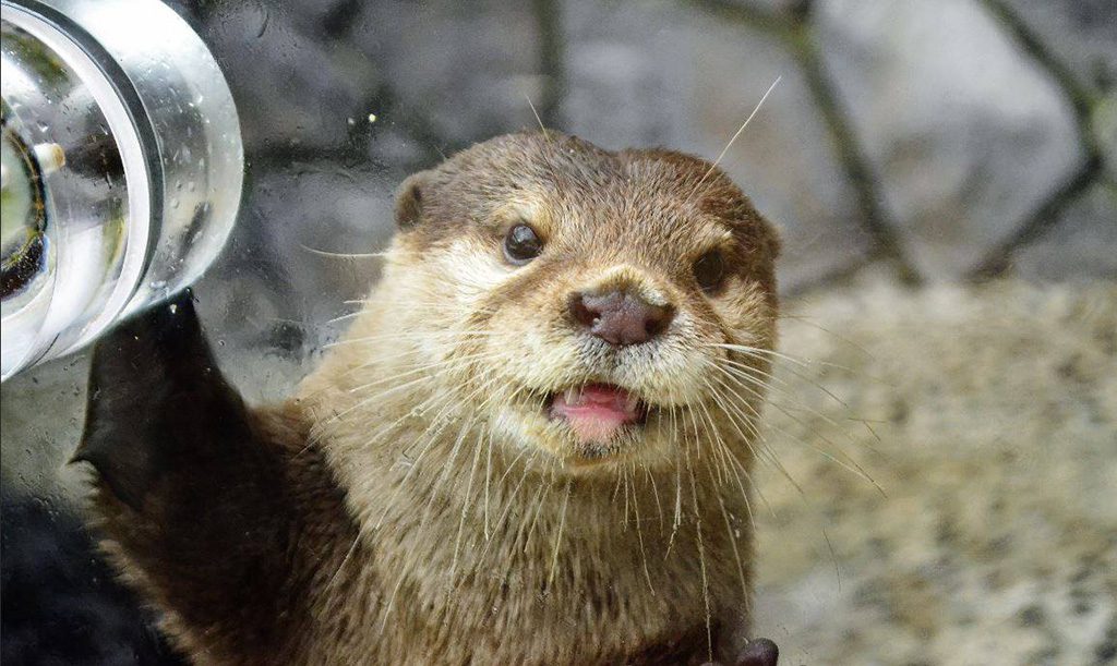カワウソくんと目が合うかも／伊豆・三津シーパラダイス（静岡県／沼津市）