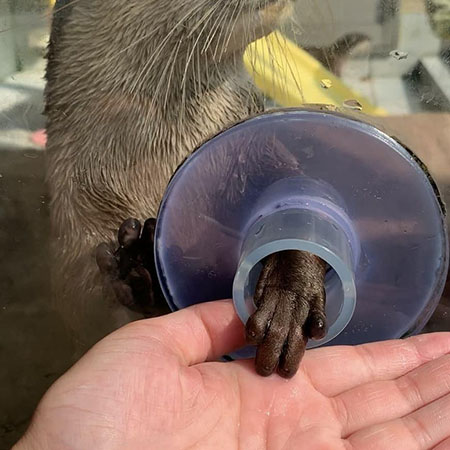 コツメカワウソの手／下田海中水族館（静岡県／下田市）