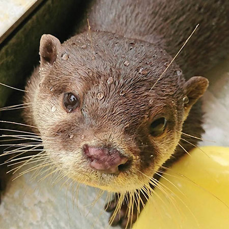 つぶらな瞳がかわいいコツメカワウソ／下田海中水族館（静岡県／下田市）