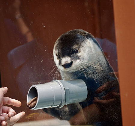 貴重なツメナシカワウソ／伊勢夫婦岩ふれあい水族館シーパラダイス（三重県／伊勢市）