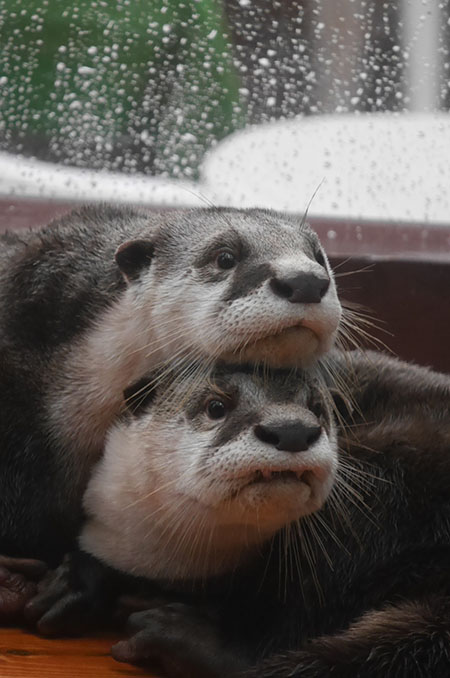 「第二回カワウソゥ選挙」で優勝した、きらり＆ひらり／伊勢夫婦岩ふれあい水族館シーパラダイス（三重県／伊勢市）