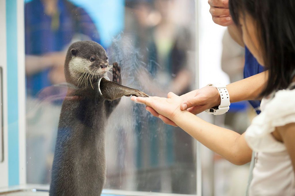 カワウソが小さい穴から手を出してタッチ／宮島水族館 みやじマリン（広島県／廿日市市）